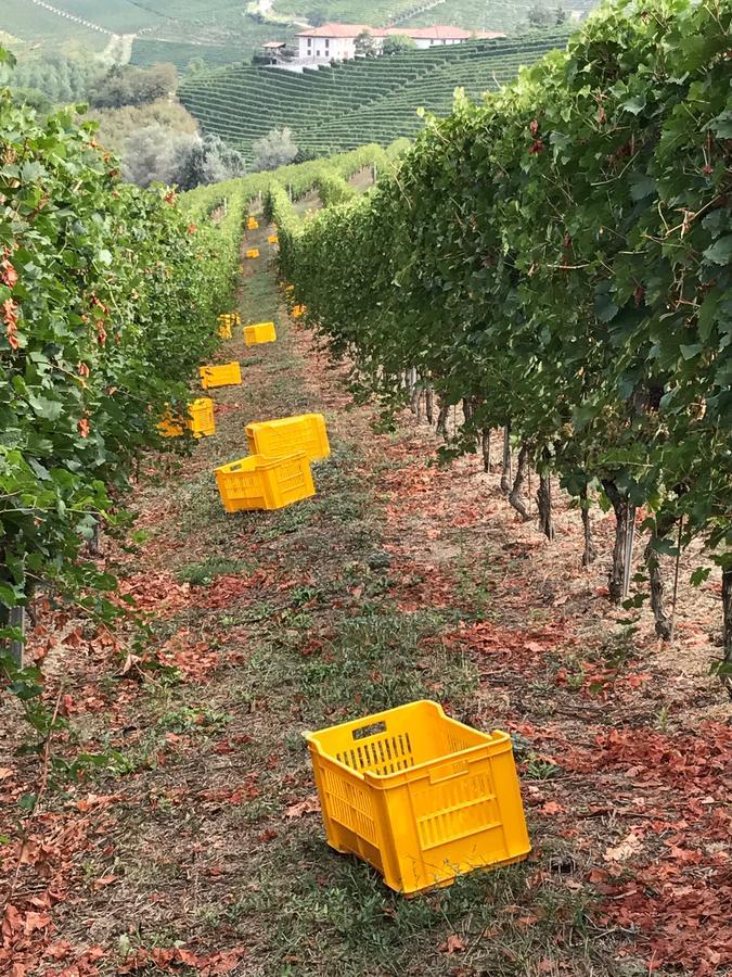 Agriturismo Tre Stelle Barbaresco Eksteriør billede