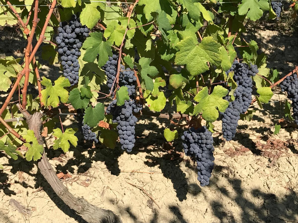 Agriturismo Tre Stelle Barbaresco Eksteriør billede